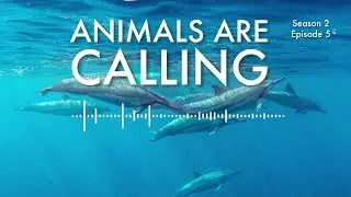 Dive deep to find hope | Animals are Calling #Podcast