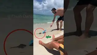 چرا این ماهی می‌پره…؟🐠🤔 
