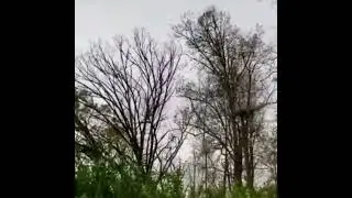 When the tree fights back 🤣