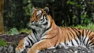 Tiger Music Video