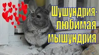 CHINCHILLA SHUSHA /FAVORITE/ FUNNY/JOYOUS ANIMAL