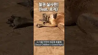 철권 실사판(feat. 로저) #shorts