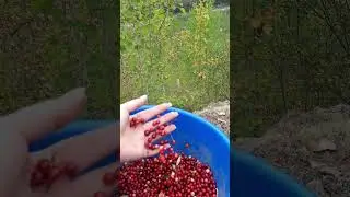 Собрала немного брусники) #ДВ #природа_россии #природа #брусника