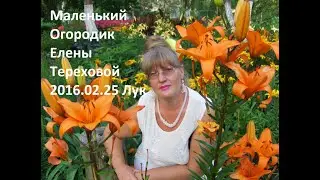 Маленький Огородик Елены Тереховой - 2016.02.25 Лук