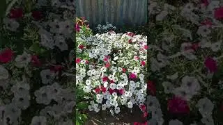 Петуния Тайдал Сильвер. Такого вы ещё не видели!