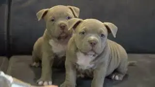 2 VERY BEAUTIFUL AND VERY STRONG PUPPIES MALES FROM MR.CUB.ONLY 6 WEEKS OLD /PRODUCT BIGDOGS ROMANIA