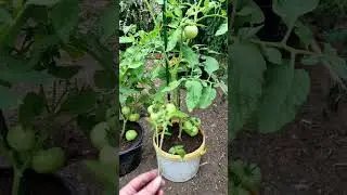 Выращен с маленького пасынка.#Томат Мамонтёнок#Томаты#