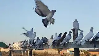 Голуби  Абдул Малика  Чечня