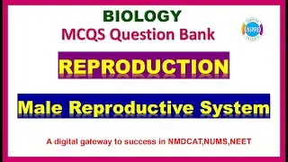 Male Reproductive System 