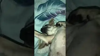 Маленькая собачка чихуахуа балдеет