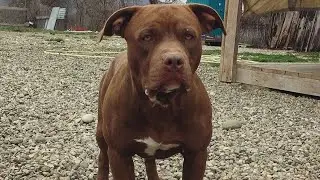 #pitbull