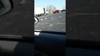 feeding seagulls saltines (the ongoing dilemma)