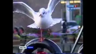 Румынская и болгарская иммиграция в ЕС