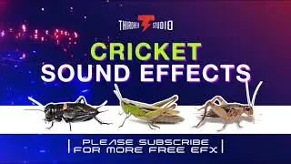 Cricket Sound | Night Ambient Sounds | 100% FREE Sound Effects | Royalty Free