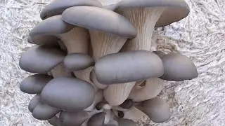 Выращивание Вешенки. Моя первая попытка.