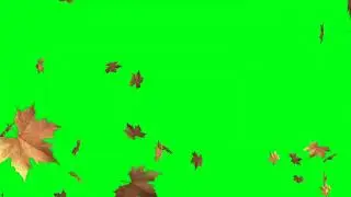 पत्तो की बारिश #ग्रीन्सक्रीन वीडियो #lifrain #Greenscreenvideo || Green screen video JaniG #Januji