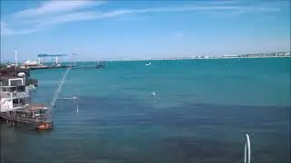 Дельфины весной на море