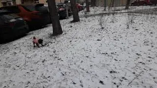 Брабансон Бруно рад зиме.🐶