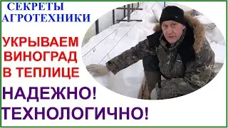 Зимнее укрытие винограда в теплице.