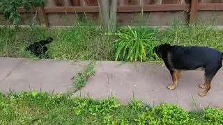 Fun in the garden