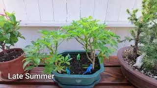 Hawaiian Umbrella Forest Bonsai Planting Update