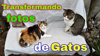 Fotos de gatos cambian a navideñas 🎄