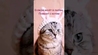 #коты #милыевидео #смешныеживотные #котики