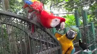 Russia vs. Ukraine in parrots