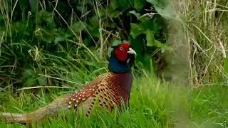 Ring Necked Pheasant