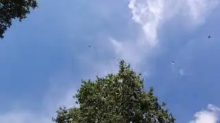 11.09.2024г.Вечерний полёт голубей.