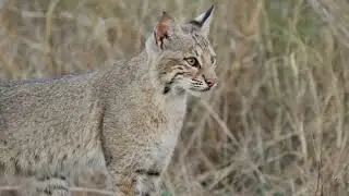 Sony FX30 for wildlife - Bobcats of Anahuac NWR