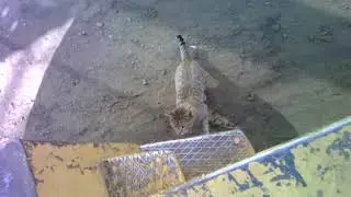 Заводской Котэ
