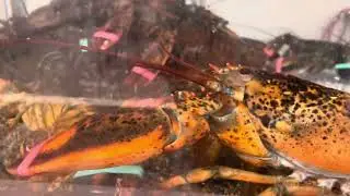 Bili tayo ng Lobsters Epi 583