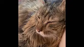 Мой кот храпит как мужик!