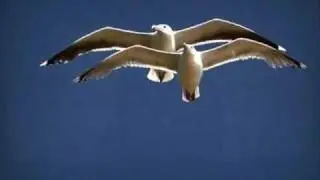 Non va che volo  -  Umberto Tozzi