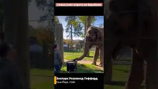 Как слона научили играть на барабане #shorts