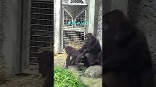Don't mess with this Baby Gorilla's Mum 🤯🦍
