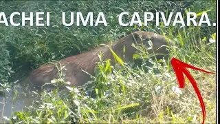ACHEI UMA CAPIVARA ...PEDALANDO.