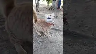 Browney Cat Jump 