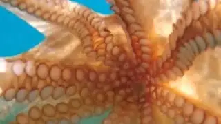 male maldives 
