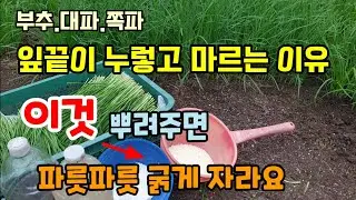 부추.대파.쪽파 잎끝이 누렇고 마르는 이유 두가지 해결방법 이렇게 해주면 파릇파릇 굵은 부추 수확해요.