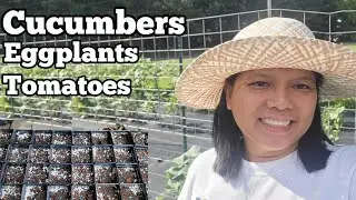 Succession Planting Cucumbers and Kentucky Garten Tour