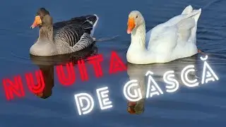 Nu uita de gasca - Poveste cu talc
