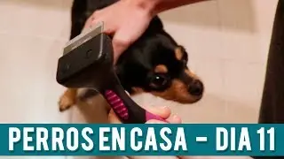 Cepillado De Pelo Perros | Día 11