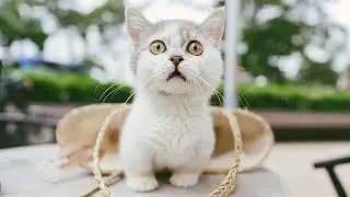Кошки, кто они? | #Кошки связаны с потусторонним миром
