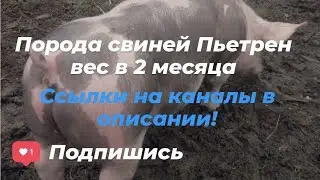 Продажа поросят/Вес породы свиней Пьетрен в 2 месяца