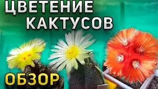 Цветение кактусов. Апрель. Полив кактусов. Обзор. Уход за кактусами.