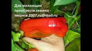 Перец Крымский Красный Самый крупный перец
