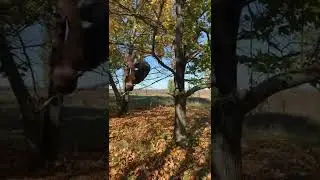 Как правильно слазить с дерева!!!😅