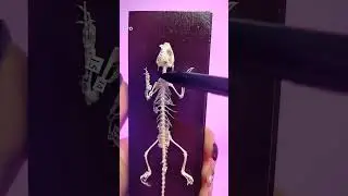 ОДС пресмыкающихся